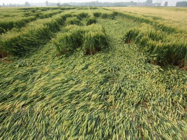 小麦小麦灌浆期做好六点,高产稳产不用愁