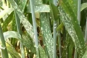 小麦小麦灌浆期做好六点,高产稳产不用愁