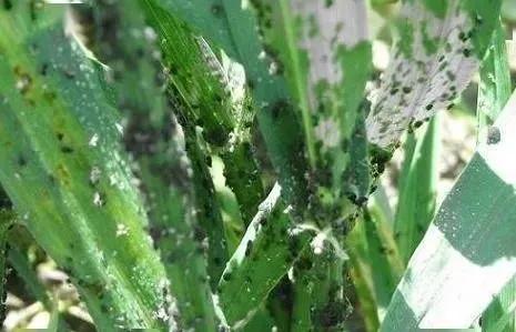 小麦小麦灌浆期做好六点,高产稳产不用愁