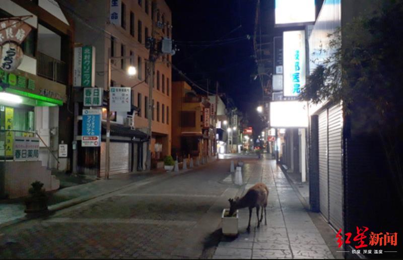 奈良翻垃圾、攻击人……温顺的奈良鹿因饥饿狂暴？日本动物组织：发情期正常现象