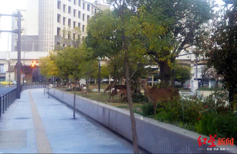 奈良翻垃圾、攻击人……温顺的奈良鹿因饥饿狂暴？日本动物组织：发情期正常现象