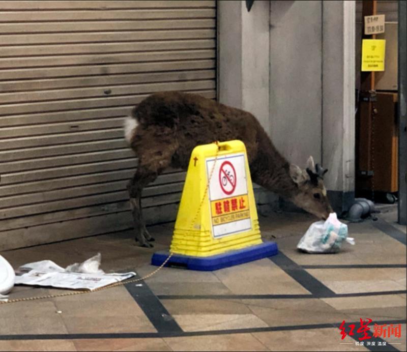 奈良翻垃圾、攻击人……温顺的奈良鹿因饥饿狂暴？日本动物组织：发情期正常现象