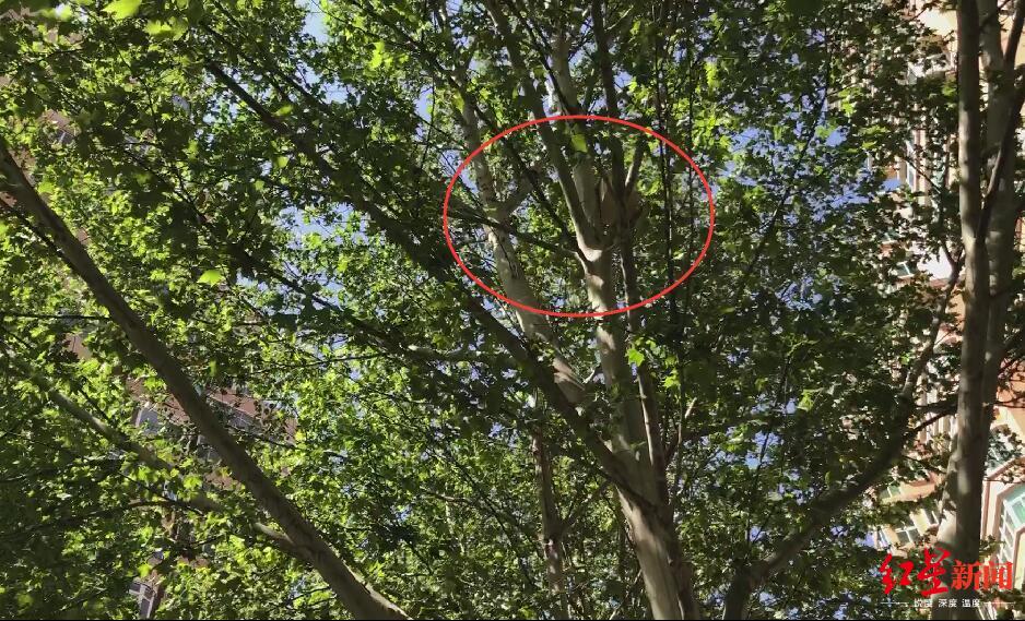 社会网传北京一小区“鸟因拉屎被毁巢”!居民称传言夸大,园林局已展开调查