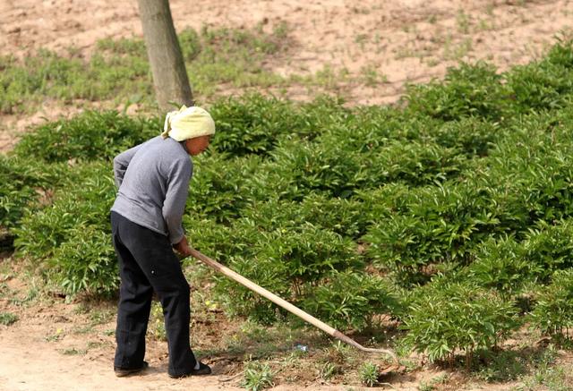 农民自己开垦荒地可以确权吗？种植作物能拿补贴吗？