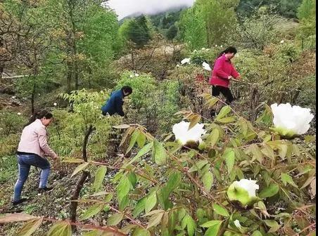 农民致富经_致富农民来谢恩_致富农民事迹登报纸