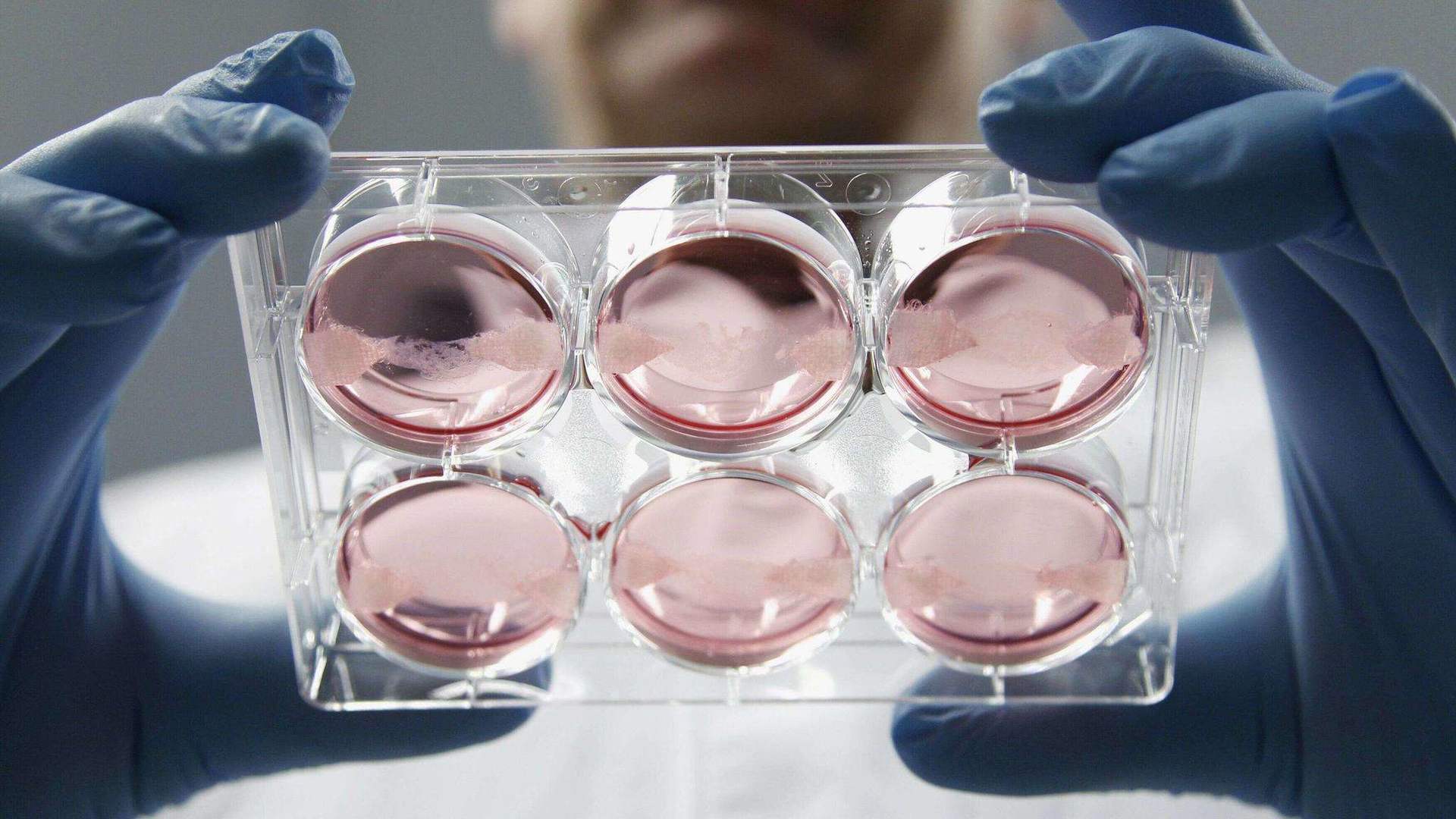 人造肉“人造肉”将上市，能缓解猪肉荒吗？对人类有什么危害吗？