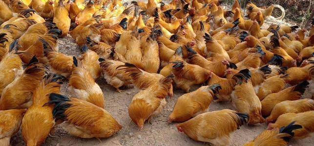 人造肉“人造肉”将上市，能缓解猪肉荒吗？对人类有什么危害吗？