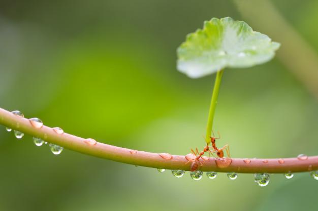 动物贵圈太乱：好蚁生物和蚂蚁间的恩怨情仇