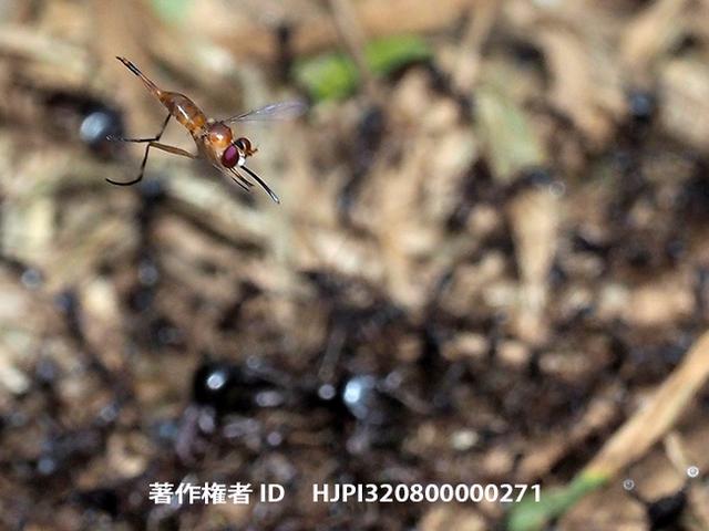 动物贵圈太乱：好蚁生物和蚂蚁间的恩怨情仇