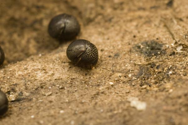 动物贵圈太乱：好蚁生物和蚂蚁间的恩怨情仇