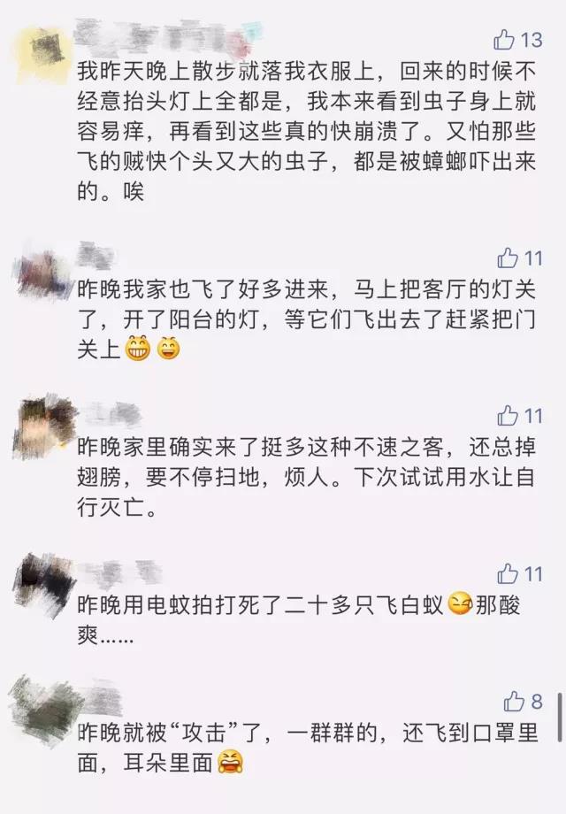 白蚁你家被飞虫大军空袭了吗？防治大招赶紧收藏！