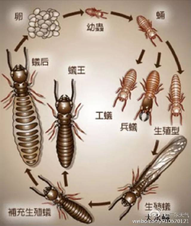 白蚁你家被飞虫大军空袭了吗？防治大招赶紧收藏！