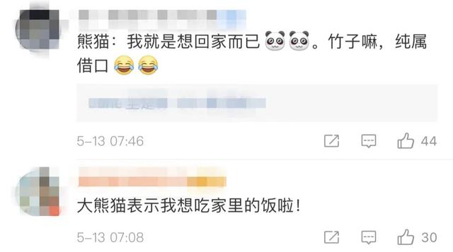 大熊猫吃不到新鲜竹子，两只“滚滚”提前回国……网友：欢迎回家吃饭