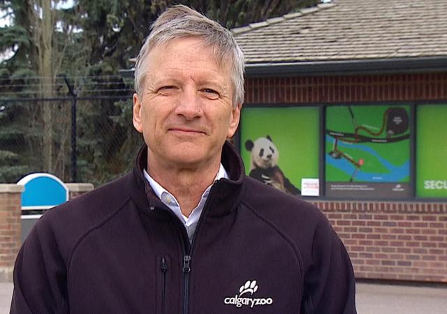 大熊猫吃不到新鲜竹子，两只“滚滚”提前回国……网友：欢迎回家吃饭