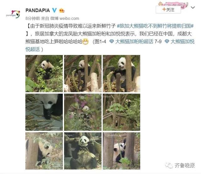 大熊猫吃不到新鲜竹子，两只“滚滚”提前回国……网友：欢迎回家吃饭
