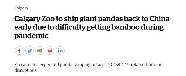 大熊猫吃不到新鲜竹子，两只“滚滚”提前回国……网友：欢迎回家吃饭