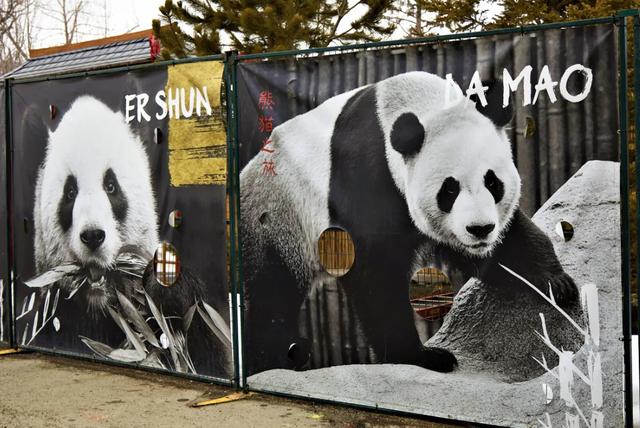 大熊猫吃不到新鲜竹子，两只“滚滚”提前回国……网友：欢迎回家吃饭