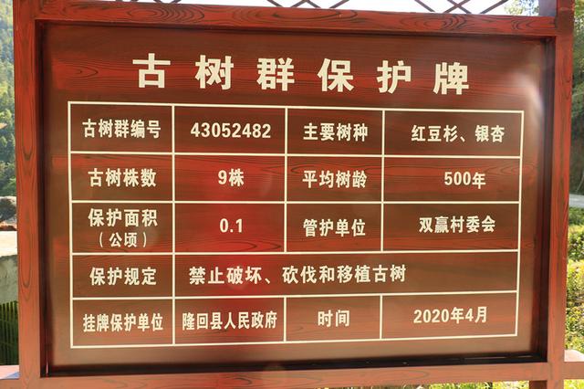 隆回司门前小小铁牌为古树名木增添保护砝码