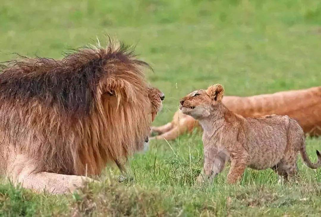 小狮子在狮子群中，为什么会经常发生雄狮咬死幼崽的现象？