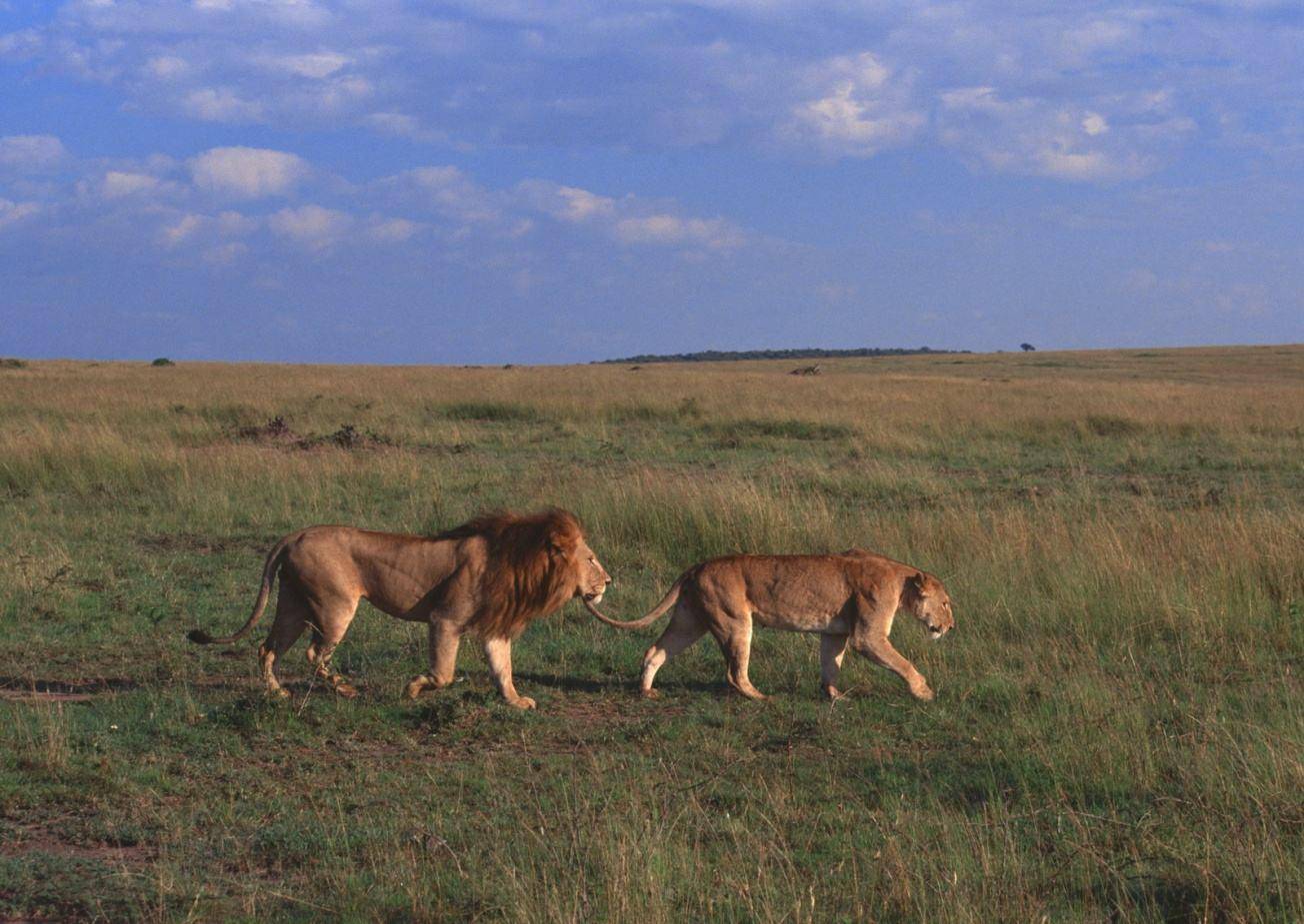 小狮子在狮子群中，为什么会经常发生雄狮咬死幼崽的现象？