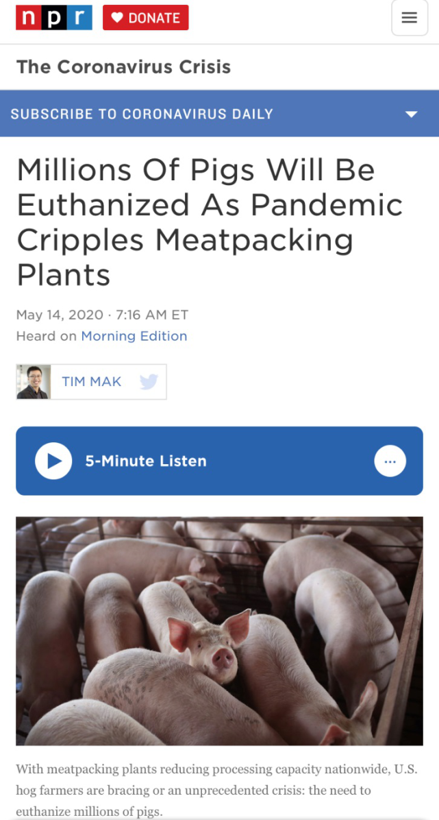 生猪死猪“堆积成山”市场却无肉可卖 美国肉类供应链断裂