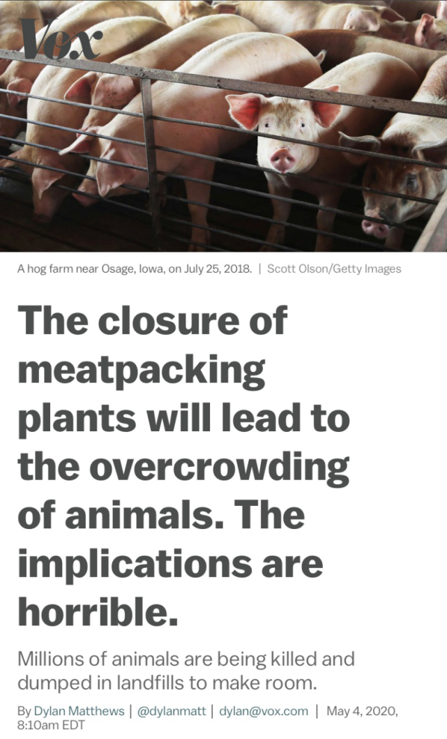 生猪死猪“堆积成山”市场却无肉可卖 美国肉类供应链断裂