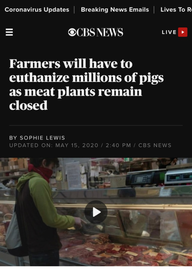 生猪死猪“堆积成山”市场却无肉可卖 美国肉类供应链断裂