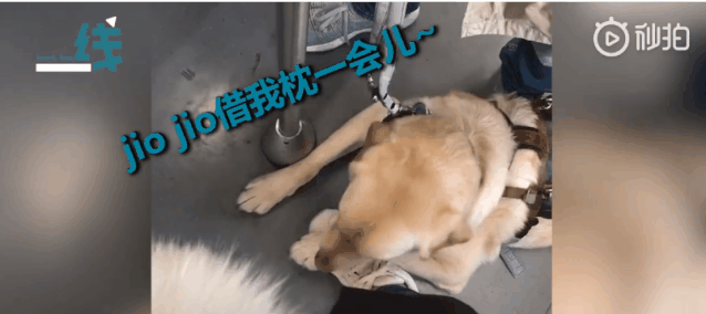 导盲犬让导盲犬枕着脚休息的小姐姐找到了！这个小细节太暖心