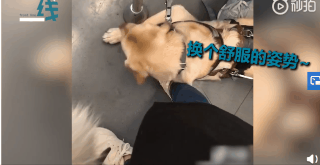 导盲犬让导盲犬枕着脚休息的小姐姐找到了！这个小细节太暖心