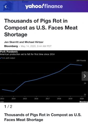 生猪死猪“堆积成山”市场却无肉可卖 美肉类食品供应链断裂