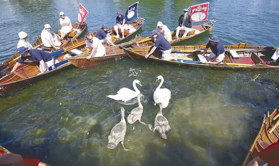 国际受疫情影响 英国王室900年来第2次取消“天鹅普查”