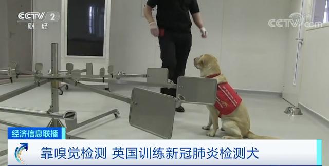 医疗狗能嗅出新冠病毒？这个国家豪掷430万元，训练医疗检测犬