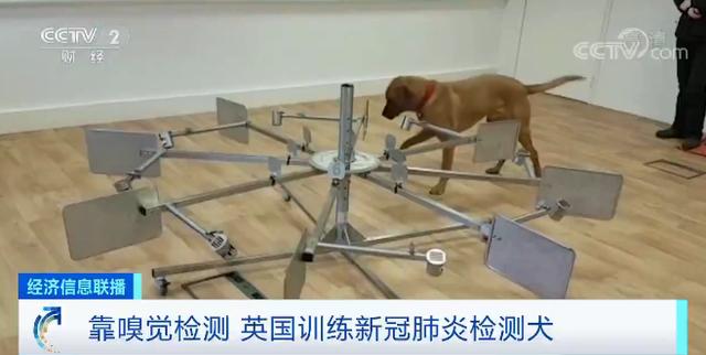 医疗狗能嗅出新冠病毒？这个国家豪掷430万元，训练医疗检测犬