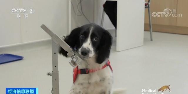 医疗狗能嗅出新冠病毒？这个国家豪掷430万元，训练医疗检测犬