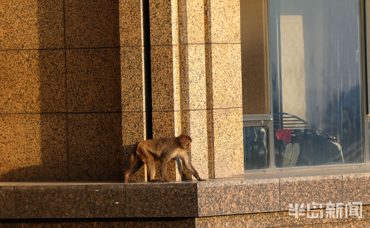 半岛都市报开窗见“大圣”！一猴子闯进崂山一小区“敲窗”觅食