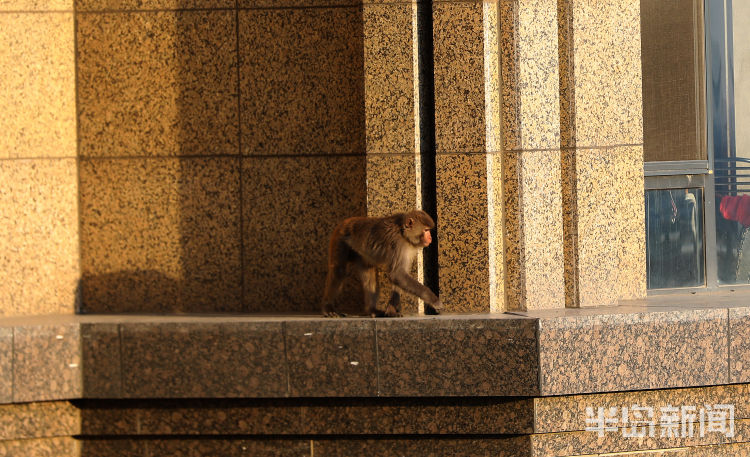 半岛都市报开窗见“大圣”！一猴子闯进崂山一小区“敲窗”觅食