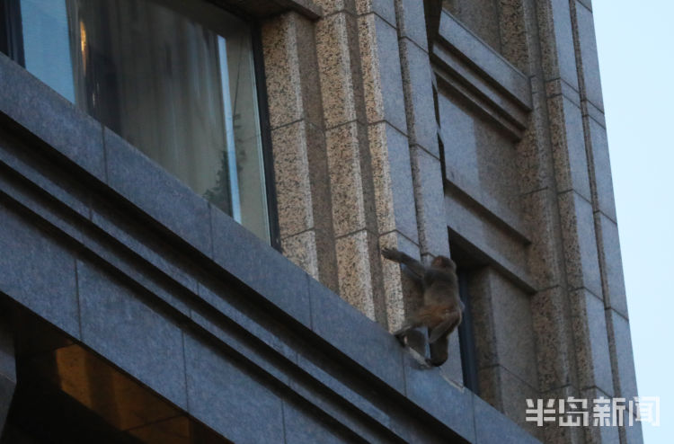 半岛都市报开窗见“大圣”！一猴子闯进崂山一小区“敲窗”觅食