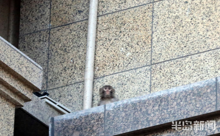 半岛都市报开窗见“大圣”！一猴子闯进崂山一小区“敲窗”觅食