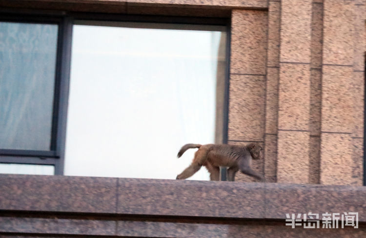 半岛都市报开窗见“大圣”！一猴子闯进崂山一小区“敲窗”觅食