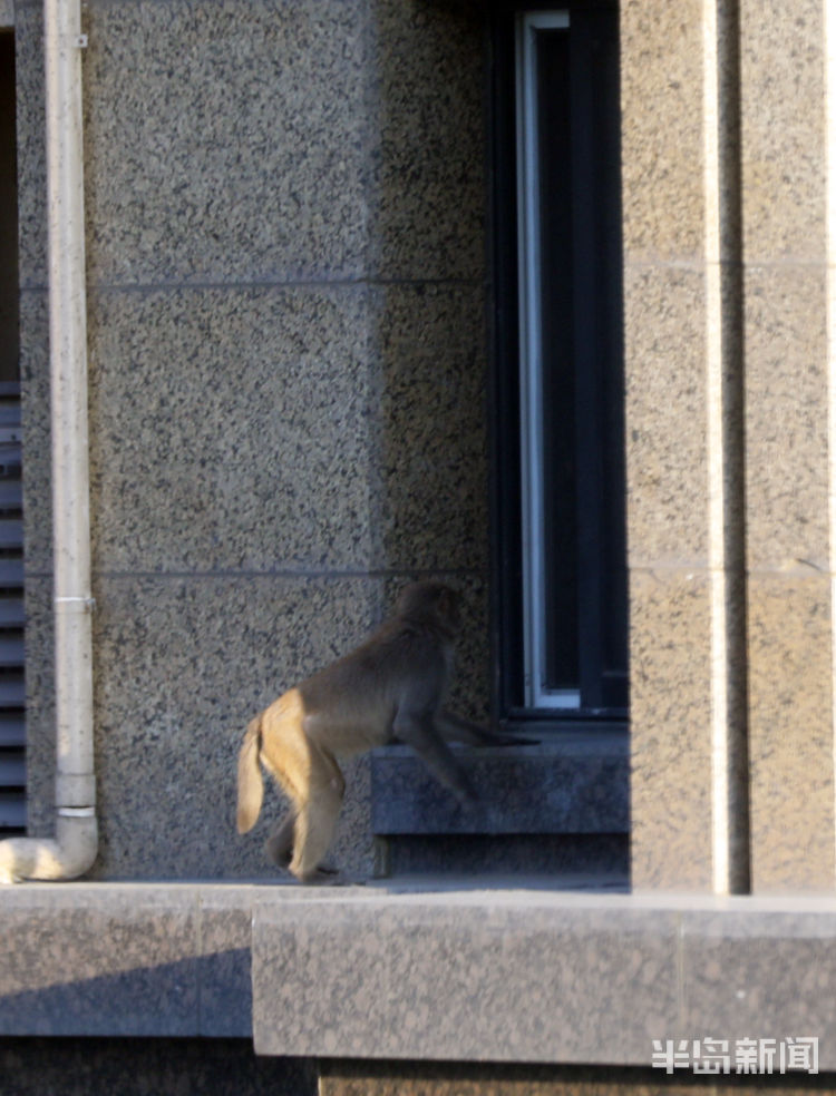 半岛都市报开窗见“大圣”！一猴子闯进崂山一小区“敲窗”觅食