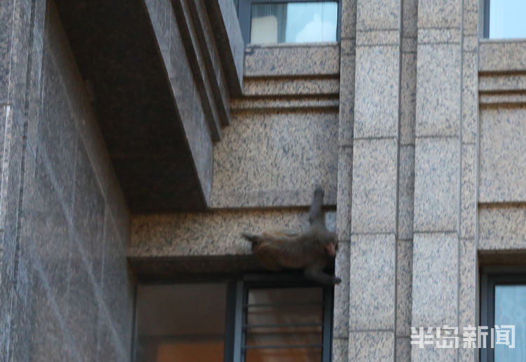 半岛都市报开窗见“大圣”！一猴子闯进崂山一小区“敲窗”觅食