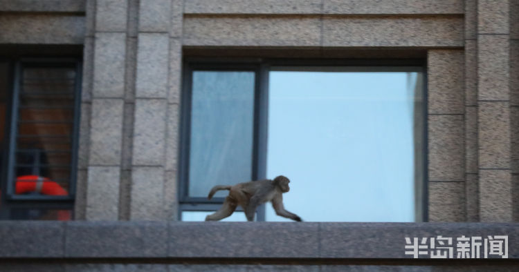 半岛都市报开窗见“大圣”！一猴子闯进崂山一小区“敲窗”觅食