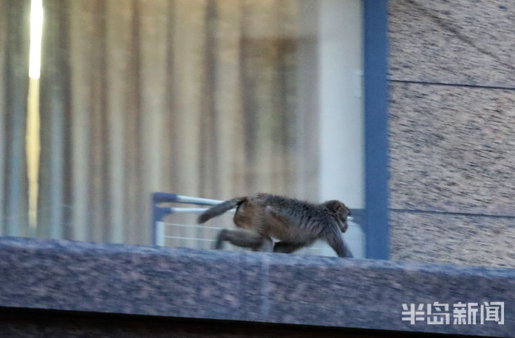 半岛都市报开窗见“大圣”！一猴子闯进崂山一小区“敲窗”觅食