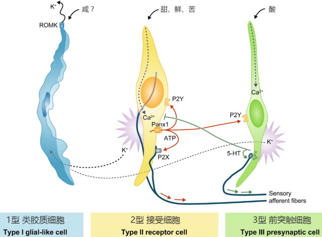 味精味精和鸡精对人体有害吗？哪个对人体伤害大？