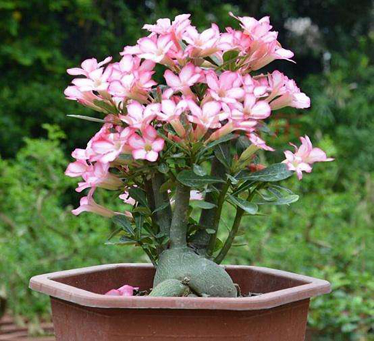 上图为沙漠玫瑰