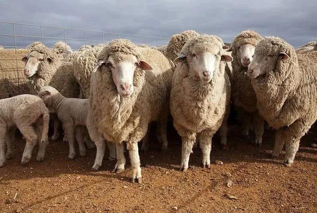 澳大利亚养羊图片