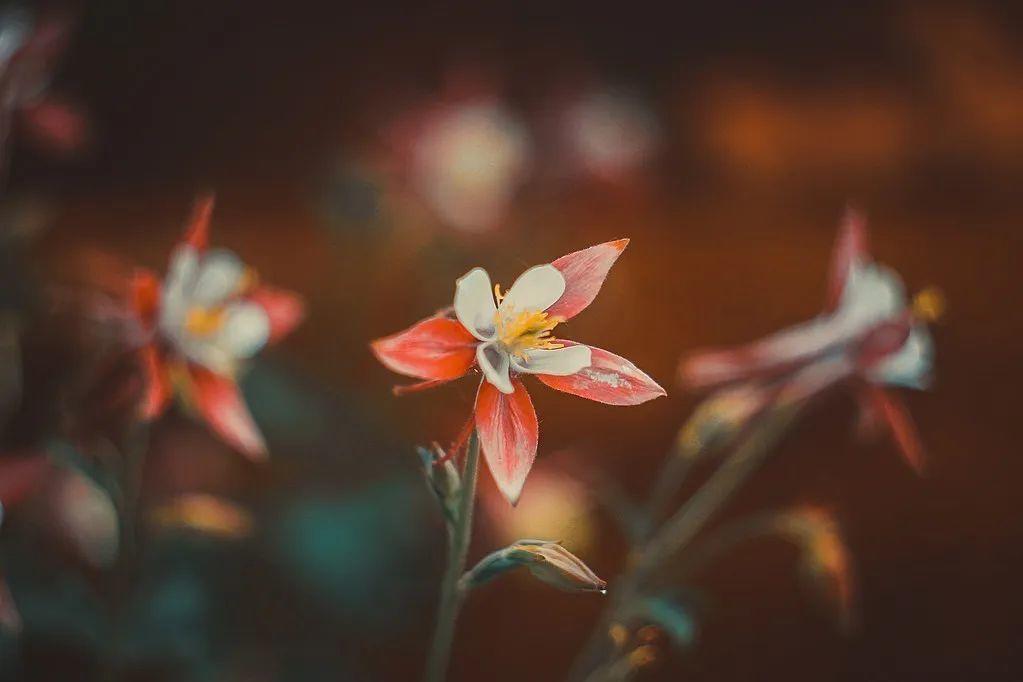 养花养花人的理想生活：有个小院子，养花喝茶，过两个人的小日子