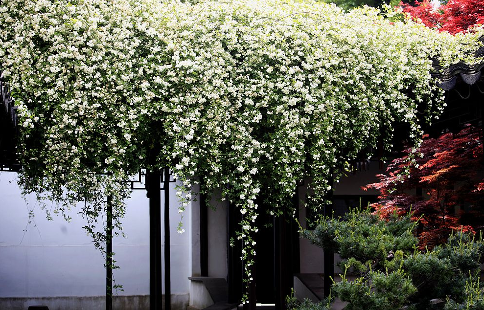 40年的爬藤树,开花遮天蔽日,能盖住2个院子,太震撼了!