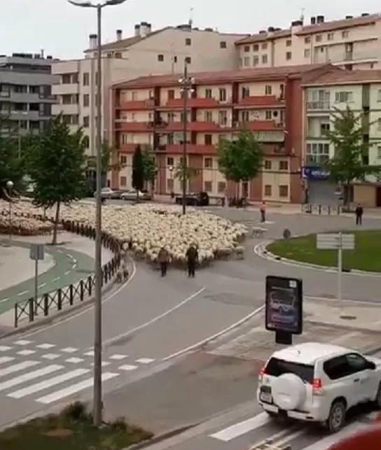 时政|蒙古国送中国的3万只羊“抵达”北京延庆？假的！