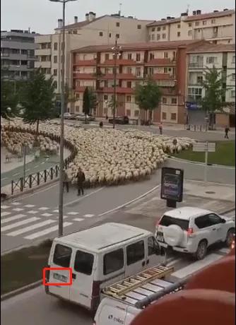 时政|蒙古国送中国的3万只羊“抵达”北京延庆？假的！
